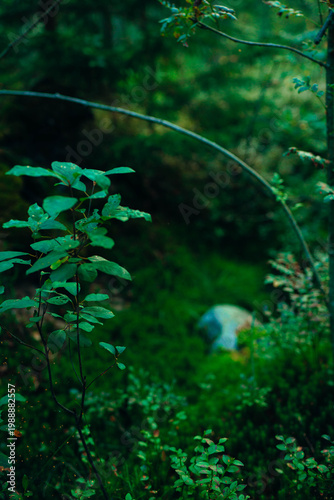 Mystical forest floor with lush ferns, moss, and wild berries. Atmospheric woodland photography featuring soft sunlight, vibrant greenery, and deep forest textures in a moody natural setting.