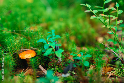 Mystical forest floor with lush ferns, moss, and wild berries. Atmospheric woodland photography featuring soft sunlight, vibrant greenery, and deep forest textures in a moody natural setting.