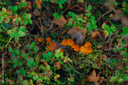 Mystical forest floor with lush ferns, moss, and wild berries. Atmospheric woodland photography featuring soft sunlight, vibrant greenery, and deep forest textures in a moody natural setting.