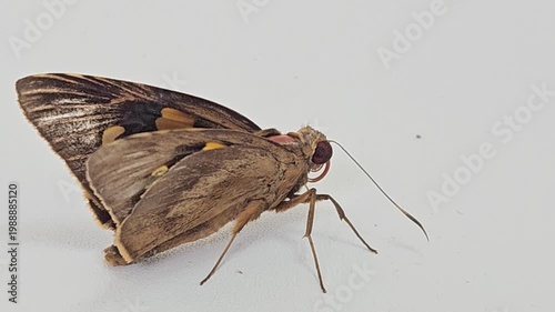 a brown skipper butterfly with distinctive orange markings and large eyes resting quietly on a clean white wall surface during a bright daylight natural setting.