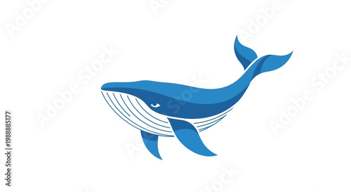 Blue Whale Marine Mammal Ocean Creature.
