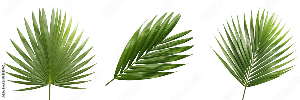 Ταπετσαρία Set of various green tropical palm leaves isolated on white background, collecti