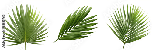 Obraz na plátně Set of various green tropical palm leaves isolated on white background, collecti