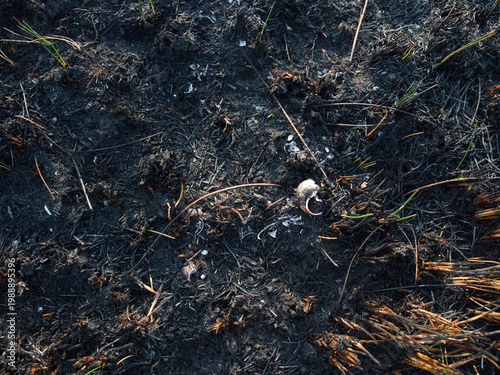 Konstfotografi Shell fragments on the ground in a burnt grassland.