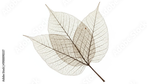 Two delicate translucent skeleton leaves with visible veins on a white background leaf skeleton plant structure organic design botanical art