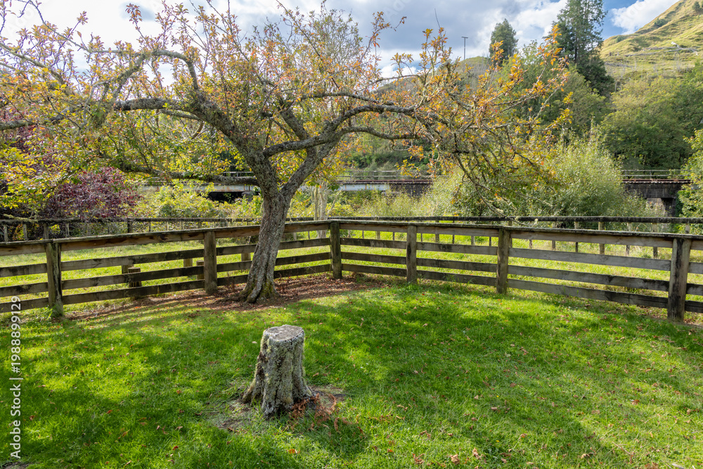 Fototapeta premium A weathered tree stump sits in a grassy clearing, bordered by a wooden fence, with a railway bridge visible in on the Forgotten World Highway, Whangamomona, Manawatu–Whanganui, New Zealand.