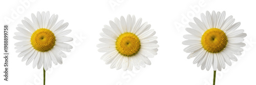 Photos Single realistic white daisy flower head with bright yellow center isolated on white background, fresh chamomile or marguerite blossom for summer nature and floral graphic designs