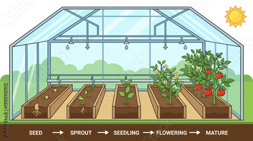 Greenhouse Cultivation: A vibrant illustration showcases the fascinating lifecycle of plants, from tiny seeds to blossoming maturity, all within the protective embrace of a greenhouse.