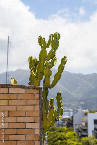 A tall green cactus grows beside a brick wall on a rooftop, overlooking a scenic urban landscape with mountains and city buildings under a bright cloudy sky in a tropical setting