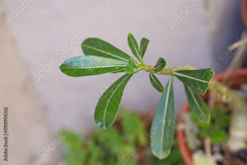 Close up of young green leaves of an Adenium obesum plant growing in a pot outdoors with a soft blurred background, showing the texture and veins of the desert rose foliage in natural daylight