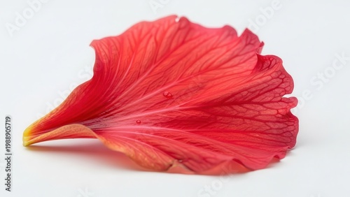 Exquisite crimson petal showcasing nature's delicate artistry with shimmering dew drops on a