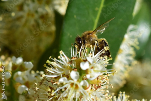 Konstfotografi Biene auf einer Kirschlorbeerblüte