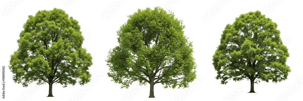Fototapeta premium Green Tree Nature Isolated Transparent Background PNG