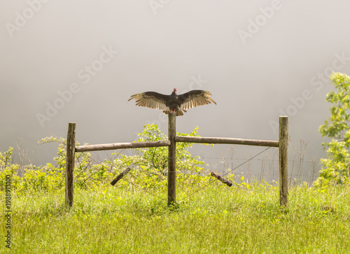 Fotografía Vulture Sits On Fence Post And Dries Its Wings In The Emerging Sun