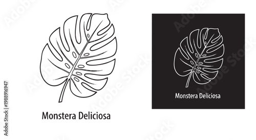 Monstera Deliciosa leaves in line art style silhouette cut out isolated illustration on transparent background layout