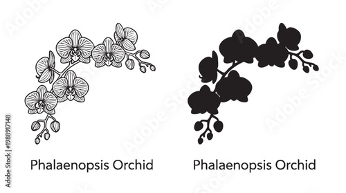 Detailed illustration of Phalaenopsis Orchid in silhouette cut out isolated illustration on transparent background layout