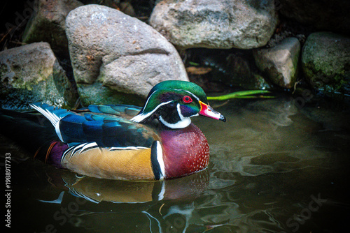 Wood duck swimming on water with reflection and natural background