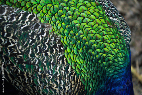 Close up of iridescent bird feathers with green and blue pattern