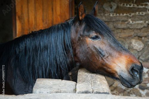 Brown horse resting head on wooden fence inside rustic stable