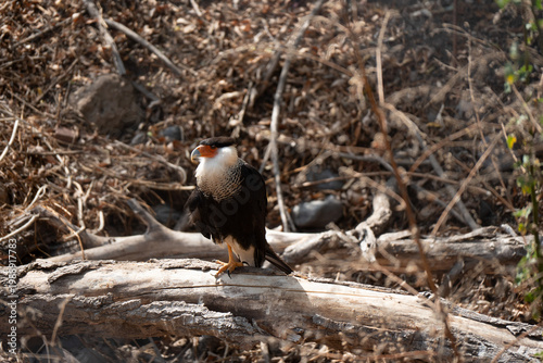 Crested caracara perched on fallen tree trunk with natural background