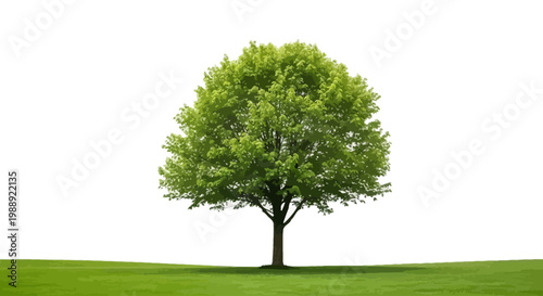 Large Green Tree on Grassy Field.