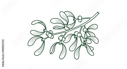 Mistletoe branch with green leaves flowers.