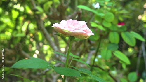 New pink rose buds blooming on a flowering bush. Pink roses sway in the morning breeze.