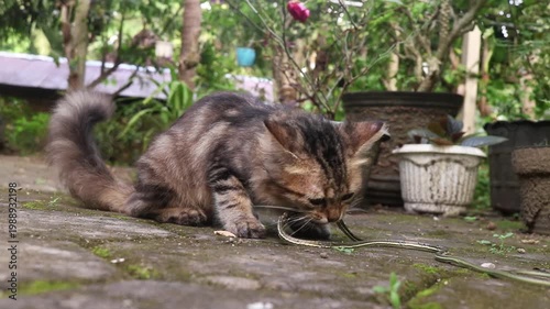 A long-haired brown kitten eats a small snake. Cat bites snake from hunting in the wild. Cat enjoys asmr snake in front of camera