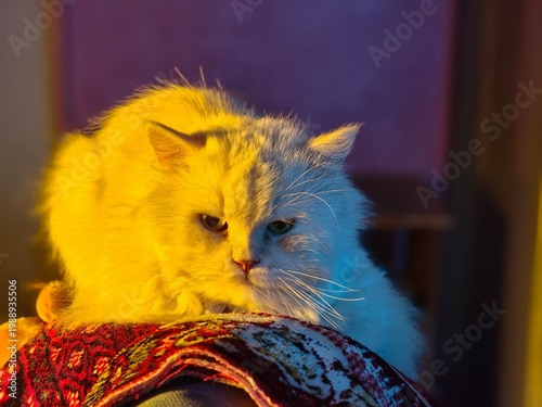 White Persian cat sitting on a rug with dramatic warm yellow and cool blue cinematic lighting . A fluffy white long-haired cat, possibly a Persian or Angora breed, resting comfortably 