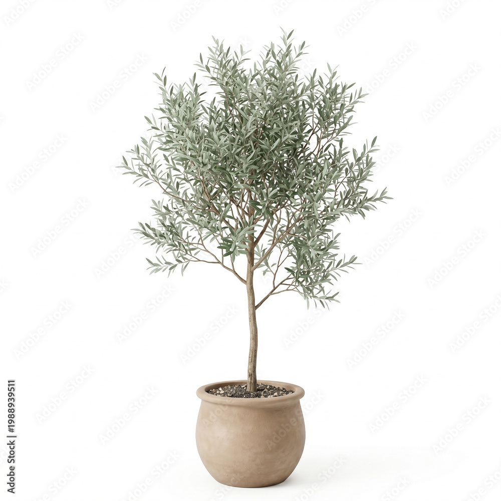 Obraz premium Minimalist 3D Olive Tree: Modern Mediterranean Indoor Plant in Clay Pot Isolated on White.