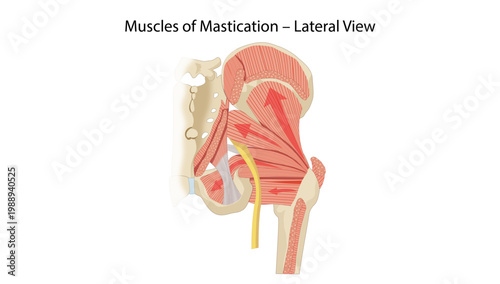 Muscles of Mastication – Lateral View
major muscles of mastication including masseter, temporalis, and pterygoids.
