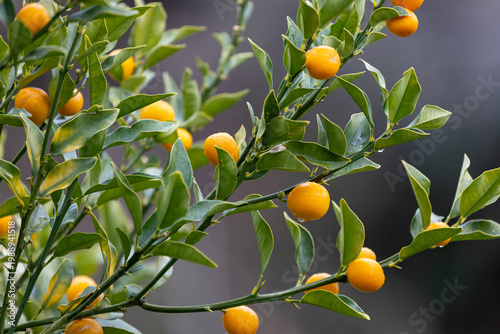 豊作のキンカン