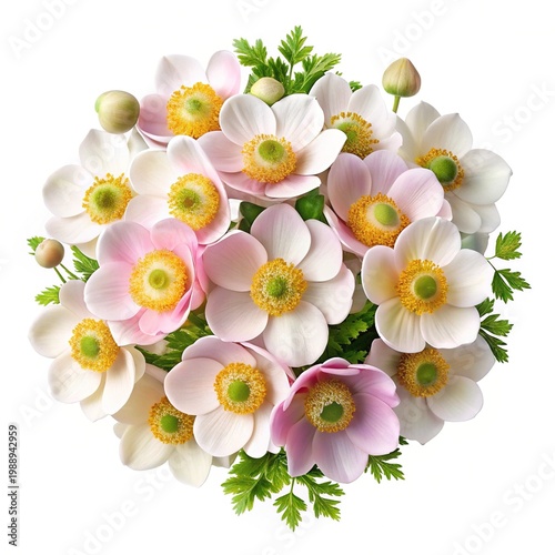 Beautiful Anemone flower blossom bouquet with soft pink and white petals