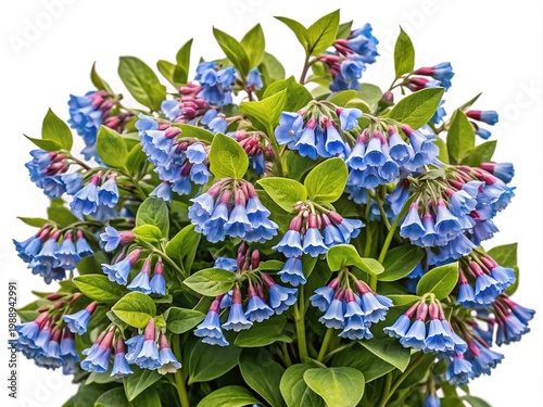 Close up bouquet of beautiful bluebells with green leaves on display