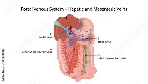 Portal Venous System – Hepatic and Mesenteric Veins
formation of the portal vein from splenic and superior mesenteric veins with inferior mesenteric drainage.