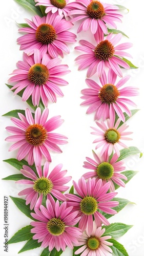 Echinacea flower arrangement on white background, showcasing the beauty of nature