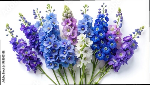 Colorful Delphinium Flowers in Full Bloom Displaying Different Shades of Blue