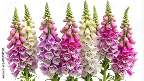 Beautiful Foxglove Flowers in Various Shades of Pink and White Against White Backdrop