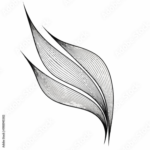 Elegant abstract line art of three flowing leaves.