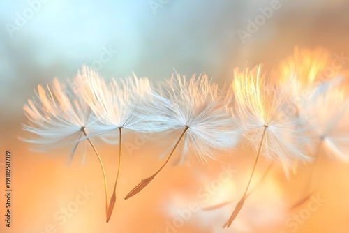 A soft close-up of dandelion seeds floating in the air