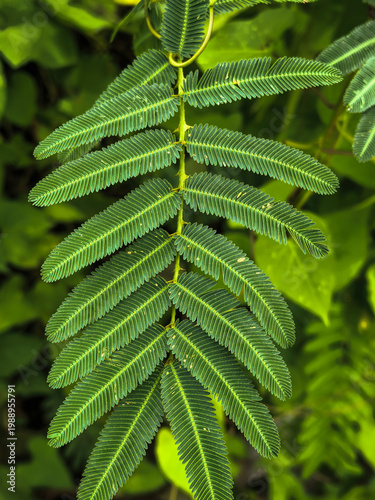 Foto Detailed Close Up of Green Mimosa Pudica Sensitive Plant Leaf spring