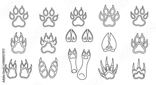 Animal Footprints and Tracks.