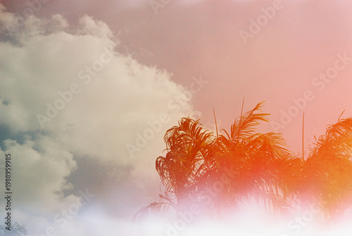 35mm cine film original light leaked colors palm trees sky cloud space