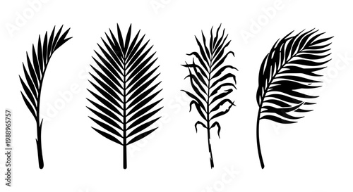 Tropical palm leaf silhouettes, black exotic foliage set, 4 botanical vector icons