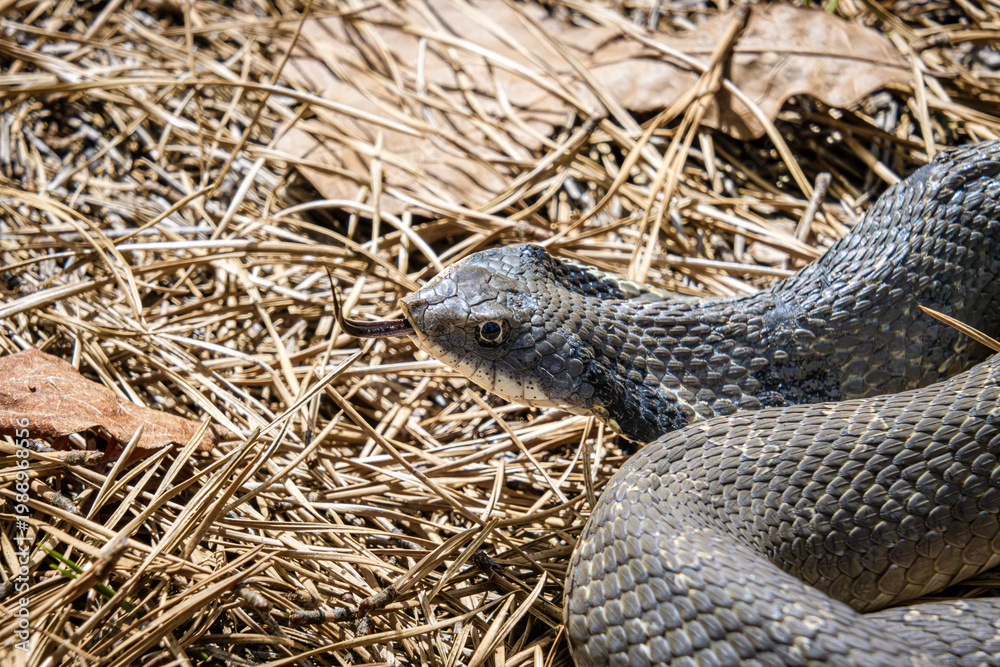 Obraz premium tan colored eastern hognose snake Heterodon platirhinos portrait with tongue testing air closeup sunlit