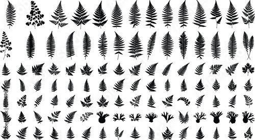 Massive collection of diverse black vector fern leaf silhouettes including tropical and forest fronds isolated on white background for botanical graphic design
