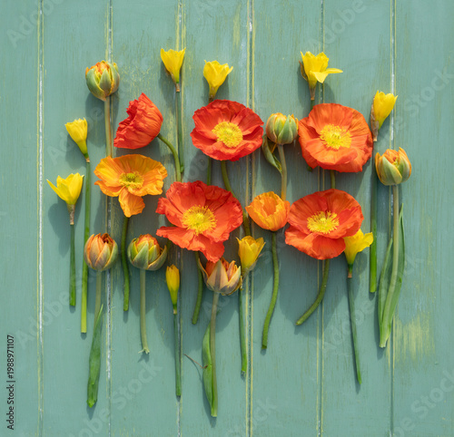 Icelandic poppy on wooden background