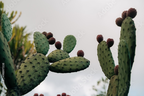 Prickly pear cactus with ripe red fruits