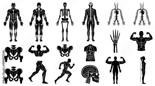 Medical Human Anatomy Body Systems Glyph Icons Collection