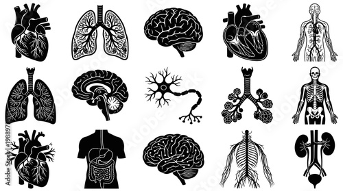 Black and White Human Anatomy Icons Set - Medical and Health Icons